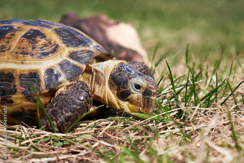 Land turtle close up. Russian tortoise on the grass Land turtle close up. Russian tortoise on the grass