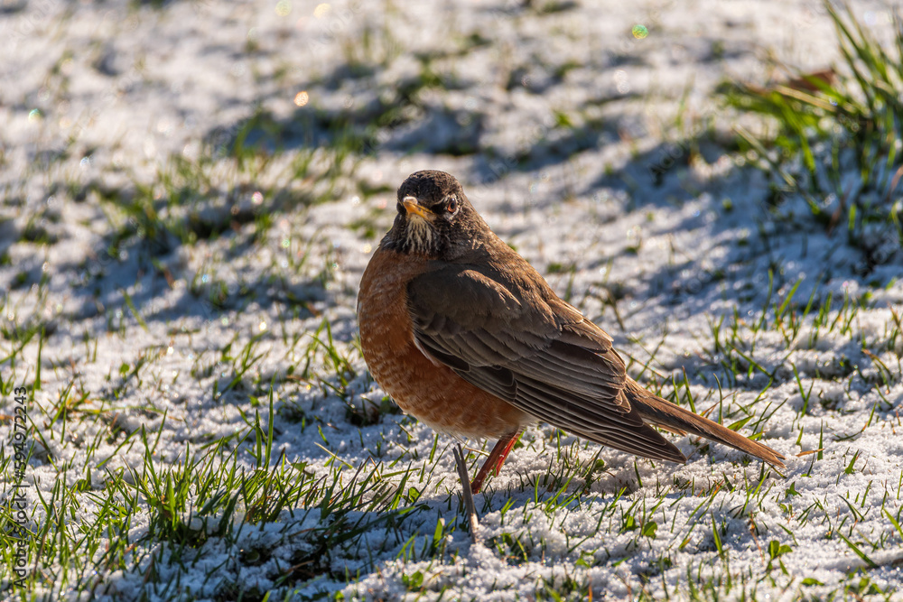 Fototapeta premium Bird in Snow on Grass Winter Scene