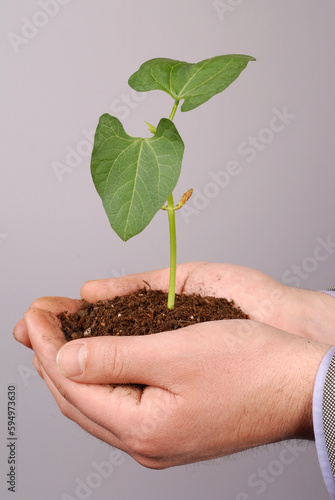 Palm Sapling as Symbol of Premium Nature Conservation Stock Photo