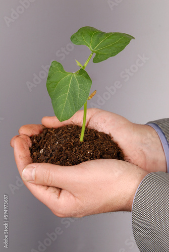 Palm Sapling as Symbol of Premium Nature Conservation Stock Photo