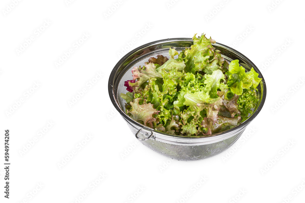 Freshly washed red lettuce in a colander. sten net