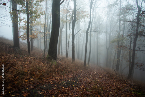 Foggy Forest © Fotosever.cz