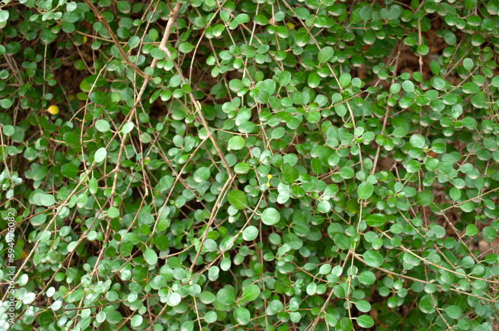 Obraz premium Geen leaves background