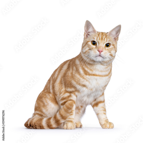 Cute young red silver purebred and pedigreed European Shorthair cat, sitting up side ways. Looking towards camera. isolated on a white background.