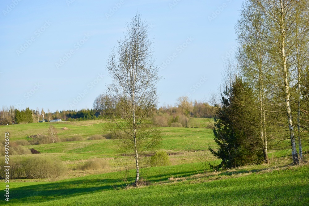 Naklejka premium trees and grass in the meadow in the spring in the countryside in the evening sun