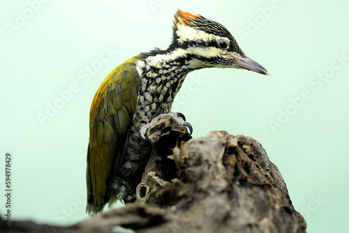 A female common flameback or common goldenback is hunting for insects in a rotting tree trunk. This bird, which has the scientific name Dinopium javanense, likes to prey on insects and small reptiles. photo