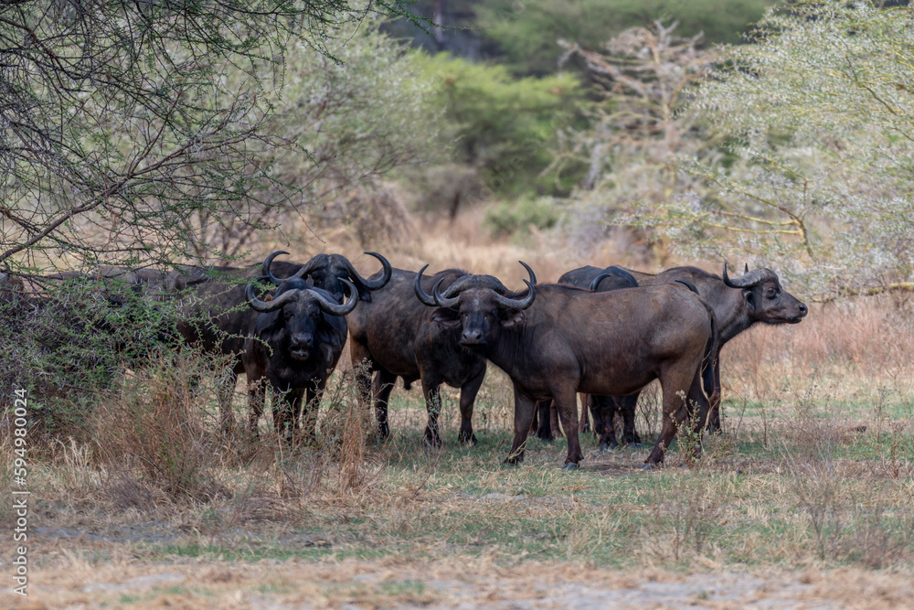 Wild buffalo in the savannah of Africa Wild buffalo in the savannah of Africa