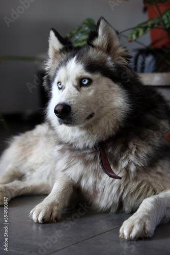 Alaskan Malamute  close-up portrait  selective focus. Cute fury dog at home. Happy pet concept. 