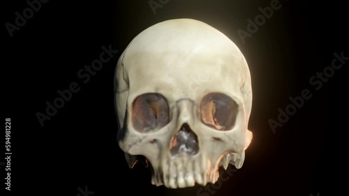 Human Skull. 3D cinematic.
