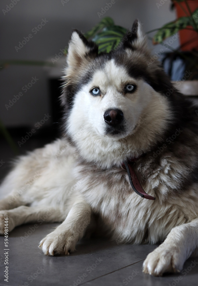 Close up photo of Siberian Husky with beautiful blue eyes. Happy pet concept. Close up photo of Siberian Husky with beautiful blue eyes. Happy pet concept.