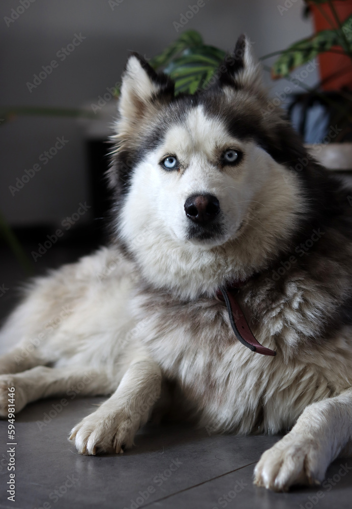 Close up photo of Siberian Husky with beautiful blue eyes. Happy pet concept. 