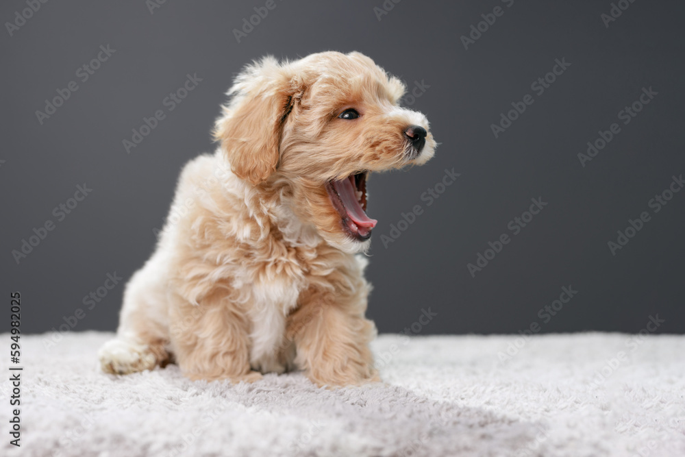 Cute Maltipoo puppy is resting in a modern interior. Beloved pet in the natural atmosphere of a beautiful home. Cute Maltipoo puppy is resting in a modern interior. Beloved pet in the natural atmosphere of a beautiful home.