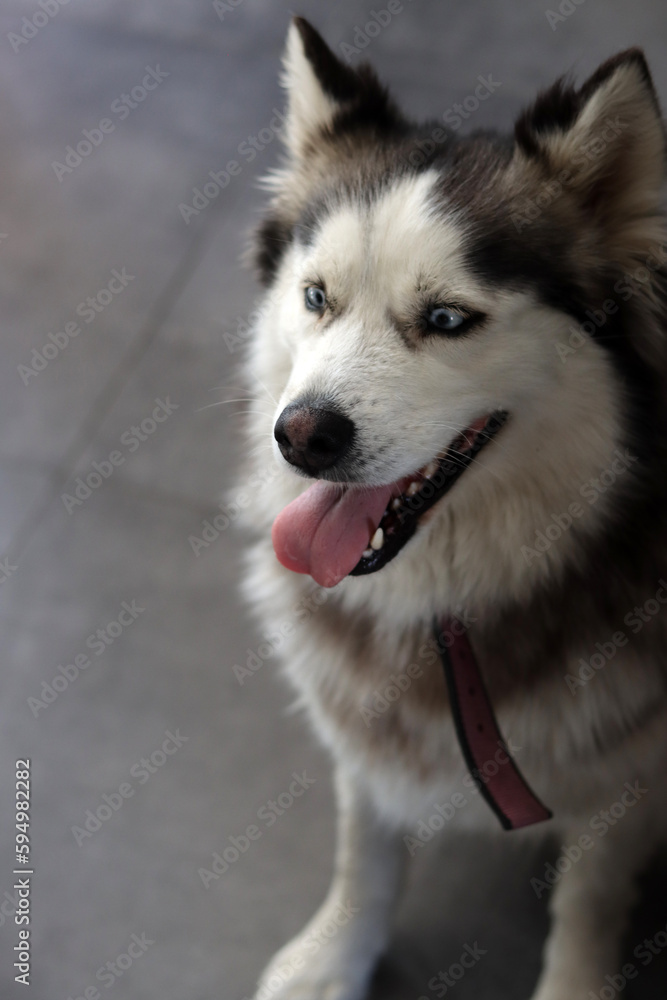 Alaskan Malamute dog with blue eyes and tongue out. Close up portrait of grey furry dog. Pet care concept. 