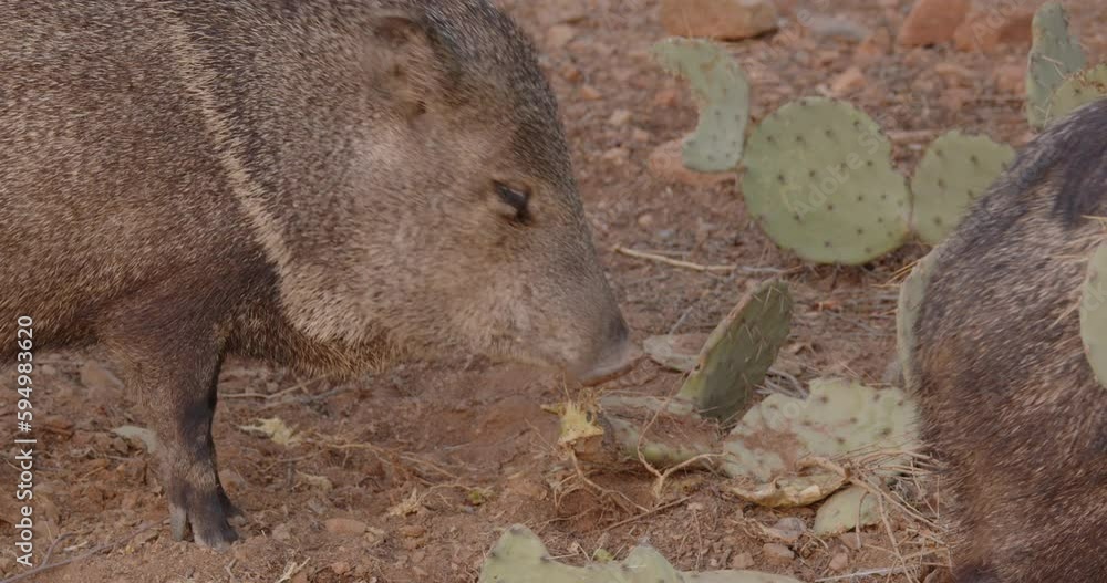 Collared Peccary aka Javelina Eating Chewing Prickly Pear Cactus in
