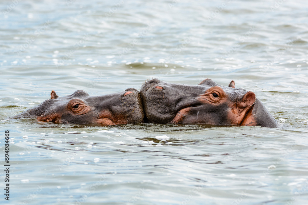 Spielende Flusspferde (Hippopotamus amphibius), Queen Elizabeth Nationalpark, Uganda, Afrika Spielende Flusspferde (Hippopotamus amphibius), Queen Elizabeth Nationalpark, Uganda, Afrika