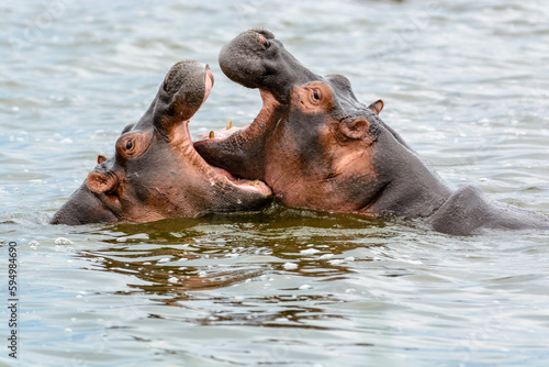 Spielende Flusspferde (Hippopotamus amphibius), Queen Elizabeth Nationalpark, Uganda, Afrika © El Gaucho