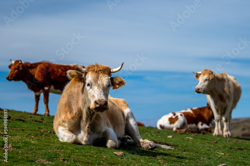 A cow in a pasture in the Sierra Nevada mountains in Spain.