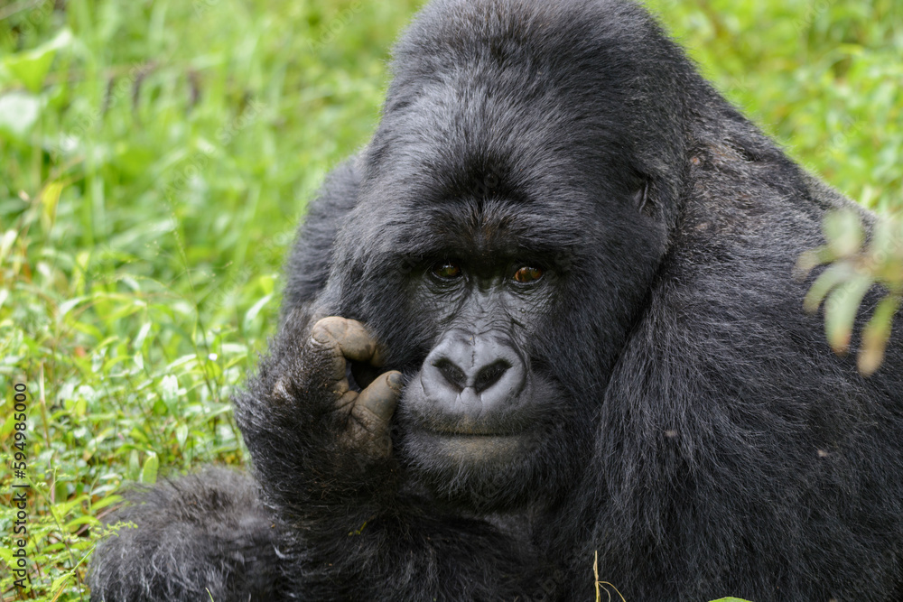 Silberrücken, Berggorilla (Gorilla beringei beringei), Nyakagezi Gorilla Gruppe, Mgahinga-Gorilla-Nationalpark, Virunga Vulkane, Kisoro, Uganda, Afrika Silberrücken, Berggorilla (Gorilla beringei beringei), Nyakagezi Gorilla Gruppe, Mgahinga-Gorilla-Nationalpark, Virunga Vulkane, Kisoro, Uganda, Afrika