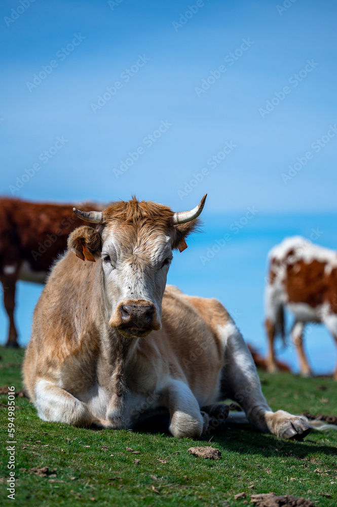 A cow in a pasture in the Sierra Nevada mountains in Spain. A cow in a pasture in the Sierra Nevada mountains in Spain.