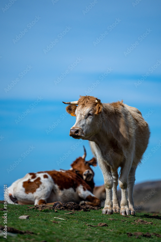 A cow in a pasture in the Sierra Nevada mountains in Spain.