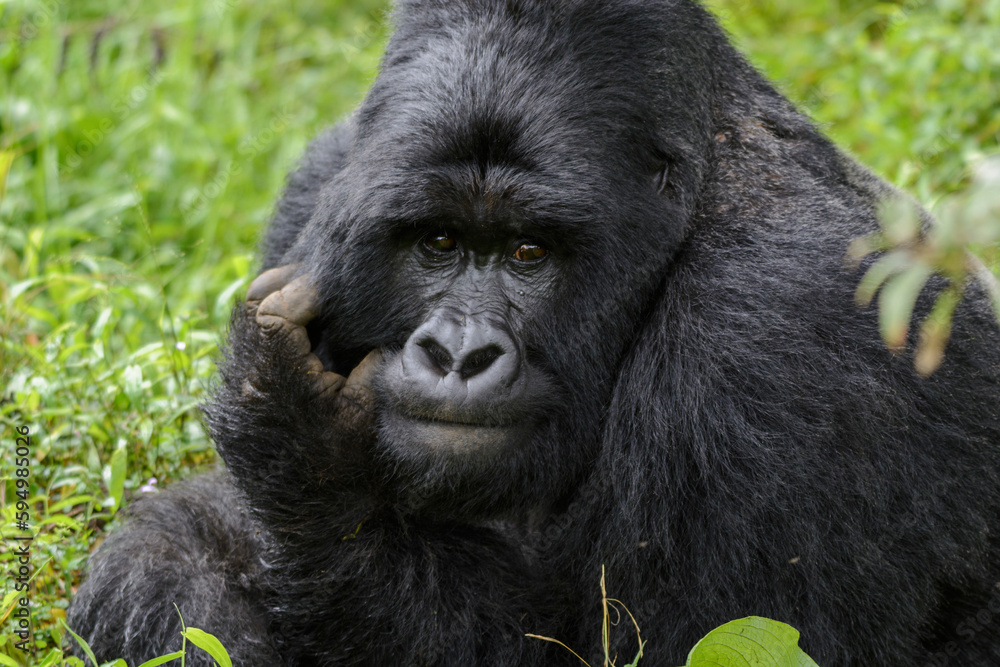 Silberrücken, Berggorilla (Gorilla beringei beringei), Nyakagezi Gorilla Gruppe, Mgahinga-Gorilla-Nationalpark, Virunga Vulkane, Kisoro, Uganda, Afrika