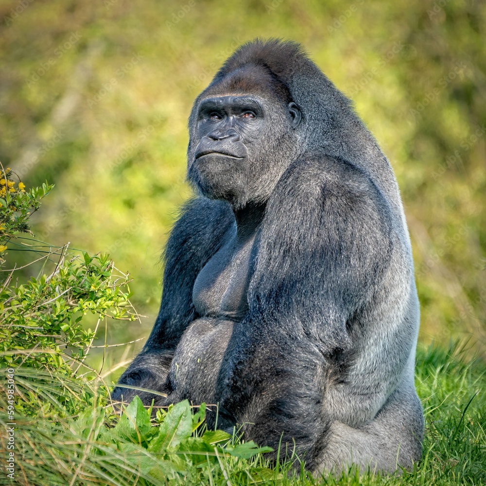 Fototapeta premium Silverback Gorilla