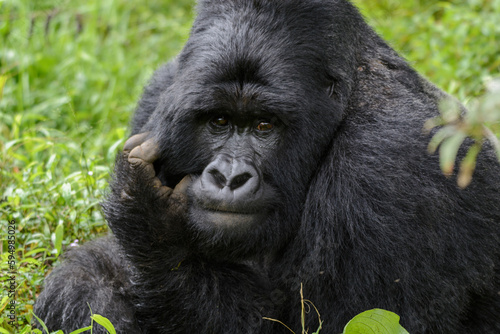 Silberrücken, Berggorilla (Gorilla beringei beringei), Nyakagezi Gorilla Gruppe, Mgahinga-Gorilla-Nationalpark, Virunga Vulkane, Kisoro, Uganda, Afrika photo