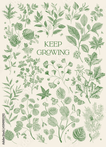 Leaves. Card. Keep Growing. Vector vintage illustration. Green and white