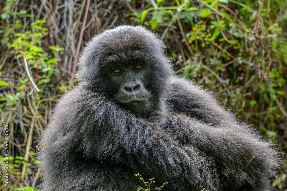 Berggorilla (Gorilla beringei beringei), Nyakagezi Gorilla Gruppe, Mgahinga-Gorilla-Nationalpark, Virunga Vulkane, Kisoro, Uganda, Afrika Berggorilla (Gorilla beringei beringei), Nyakagezi Gorilla Gruppe, Mgahinga-Gorilla-Nationalpark, Virunga Vulkane, Kisoro, Uganda, Afrika