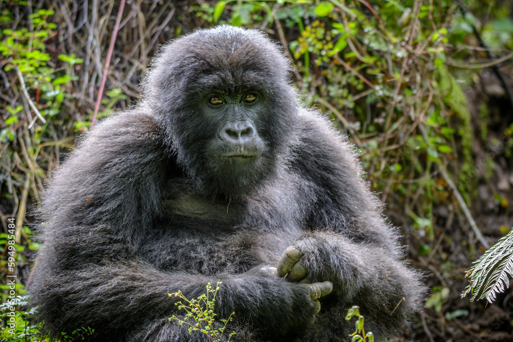 Berggorilla (Gorilla beringei beringei), Nyakagezi Gorilla Gruppe, Mgahinga-Gorilla-Nationalpark, Virunga Vulkane, Kisoro, Uganda, Afrika