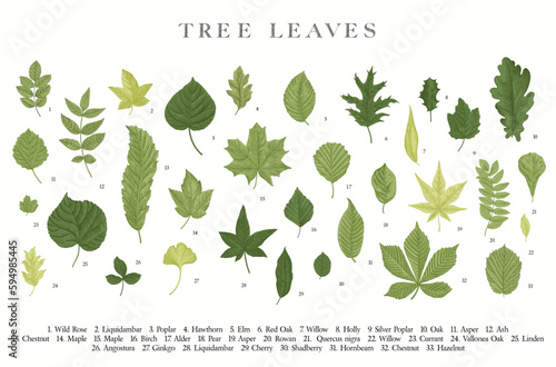 Tree Leaves. Vector vintage illustration. Fototapet