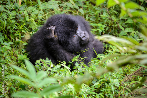 Berggorilla (Gorilla beringei beringei), Nyakagezi Gorilla Gruppe, Mgahinga-Gorilla-Nationalpark, Virunga Vulkane, Kisoro, Uganda, Afrika