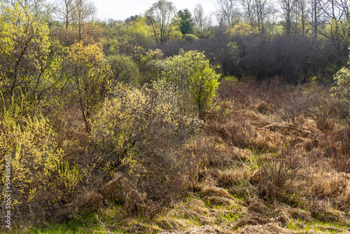 Pussywillow shrubs with new leaves in a wetland backlit by the sun. photo