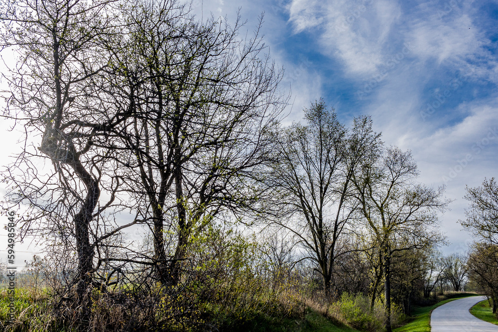 Silhouettes of trees growing along a country road with a bright blue sky and cirrus clouds. Silhouettes of trees growing along a country road with a bright blue sky and cirrus clouds.