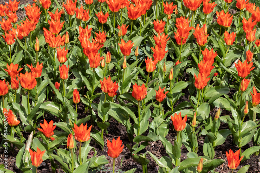 Red Dutch tulips bloomed in the flowerbed.