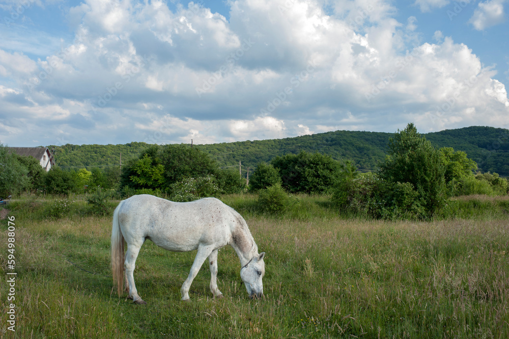 white mare with chestnut foliage in the mountains of a beautiful sunny day white mare with chestnut foliage in the mountains of a beautiful sunny day
