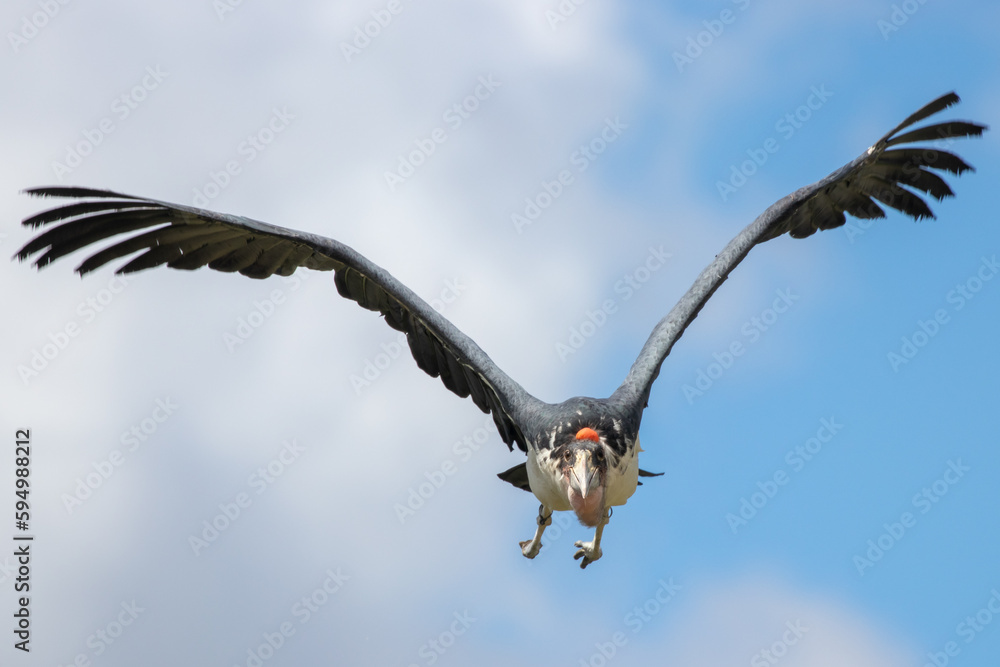 Marabou stork - Leptoptilos crumenifer - Marabout d'Afrique Marabou stork - Leptoptilos crumenifer - Marabout d'Afrique
