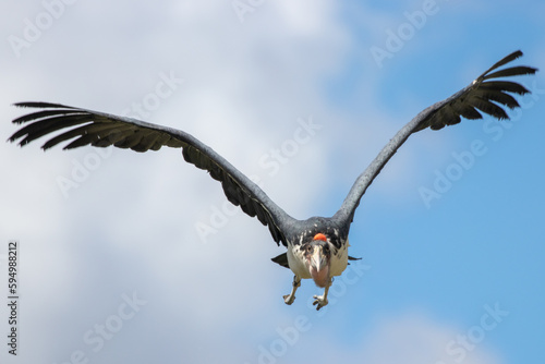 Marabou stork - Leptoptilos crumenifer - Marabout d'Afrique photo