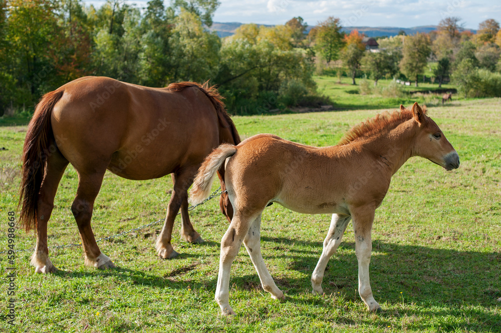Fototapeta premium brown mare with foal in the mountains on a beautiful sunny day