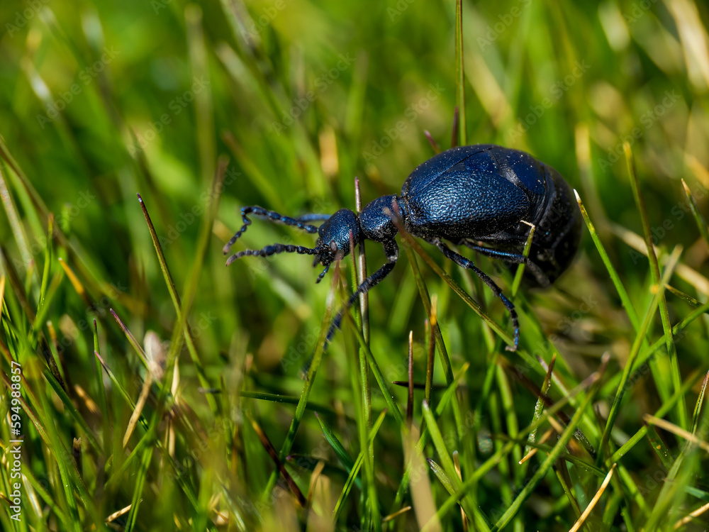 Fototapeta premium Retrato de un escarabajo 
