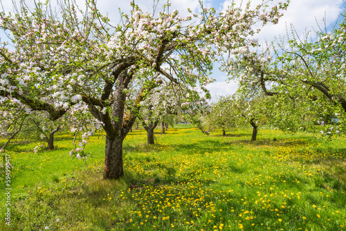 Cherry trees in full bloom near Wannbach- Germany in Franconian Switzerland