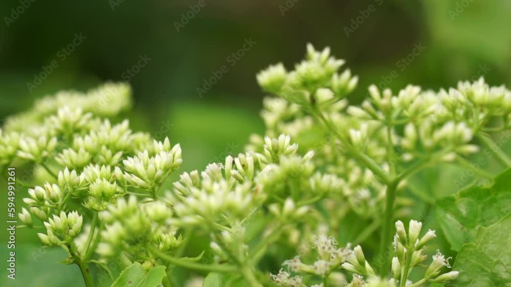 Mikania micrantha (also called Asteraceae, bitter vine, climbing hemp vine, American rope, mile-a-minute vine, Japani lota) with a natural background Mikania micrantha (also called Asteraceae, bitter vine, climbing hemp vine, American rope, mile-a-minute vine, Japani lota) with a natural background