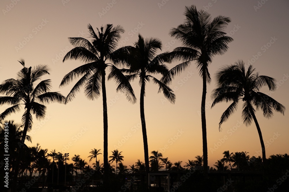 Palm trees near Salalah, Sultanate of Oman