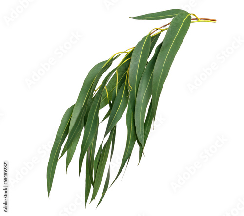 Foto Green leaves pattern,leaf Eucalyptus tree isolated