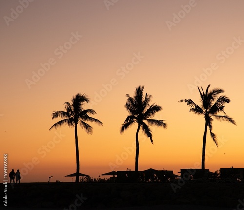 Palm trees near Salalah  Sultanate of Oman