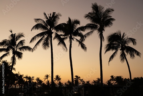 Palm trees near Salalah, Sultanate of Oman © Cesare Palma
