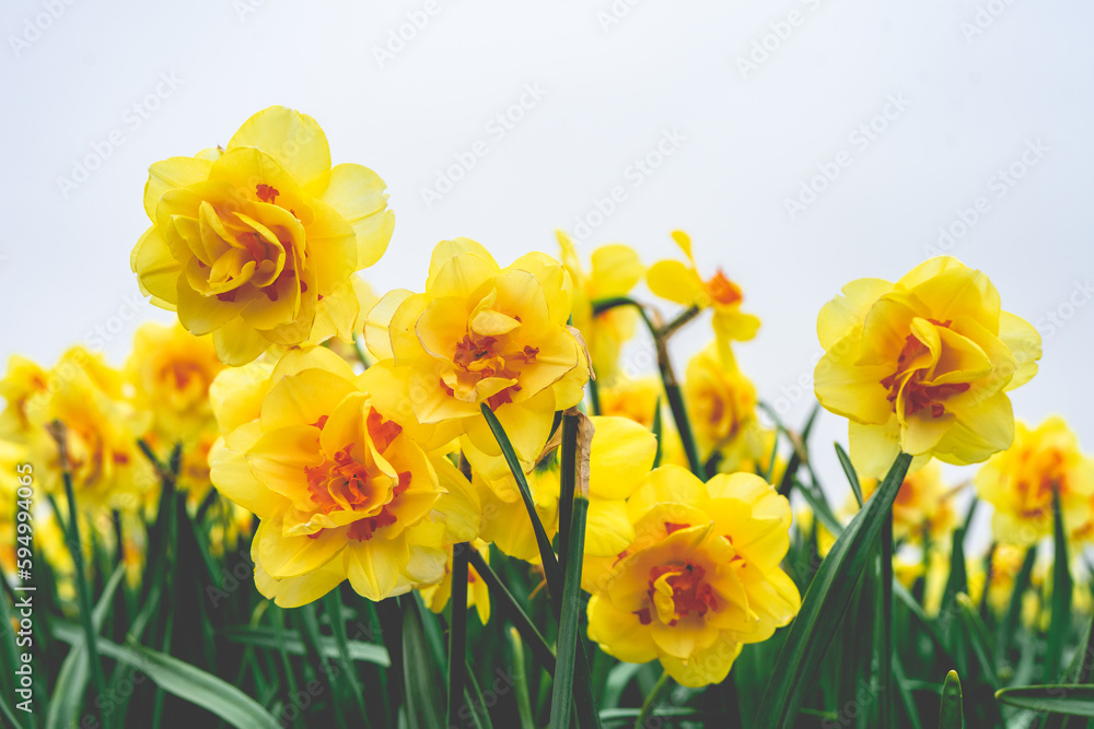 Beautiful Narcissus in the dutch fields in Spring.