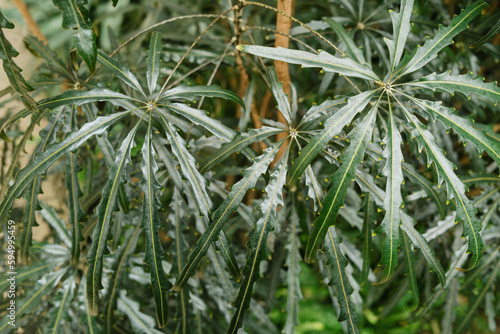 False Aralia Plant