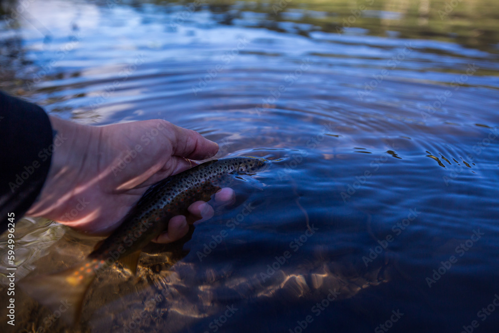Fototapeta premium baby brown trout being released back into the river