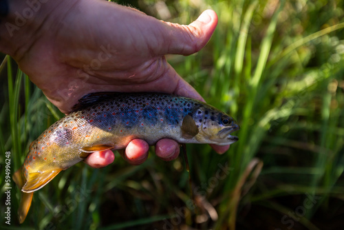 Fototapeta Naklejka Na Ścianę i Meble -  small brown trout in a fisherman's hands